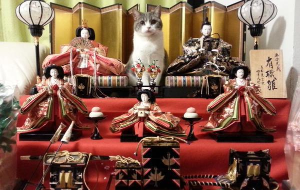 ひな壇にねこまっしぐら! お内裏様とお雛様の間からにゃんこ様が動いてくれない!! , トゥギャッチ
