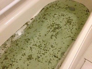 アニメ ポケモン のムサシは 髪を下すと美人 トゥギャッチ