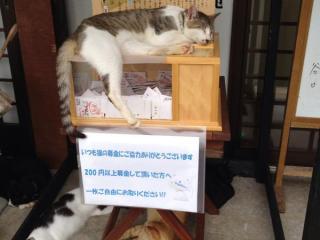 トカゲの赤ちゃんによる 壁ドン がかわいすぎる ヒョウモントカゲモドキ 飼いたくなったじゃん トゥギャッチ