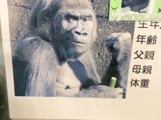 とあるチューリップの名前が衝撃的すぎて なぜ と話題に トゥギャッチ