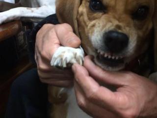 右フックの犬 が最速でフィギュア化 ムキムキぶりが再現されてて強そう トゥギャッチ