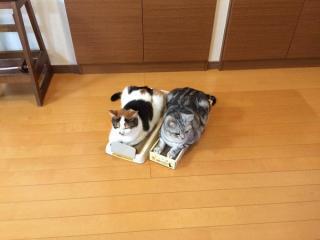 トカゲの赤ちゃんによる 壁ドン がかわいすぎる ヒョウモントカゲモドキ 飼いたくなったじゃん トゥギャッチ