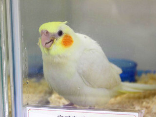 ちぷたそに関連する1件の記事 トゥギャッチ