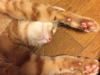 熊に関連する4件の記事 トゥギャッチ