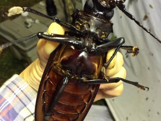 閲覧注意 長野市にマイマイガが大量発生中 トゥギャッチ
