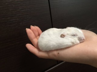 ハムスターに関連する56件の記事 (2ページ目) - トゥギャッチ