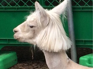 トカゲの赤ちゃんによる 壁ドン がかわいすぎる ヒョウモントカゲモドキ 飼いたくなったじゃん トゥギャッチ