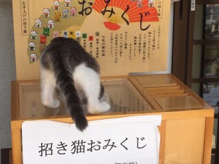 ねこがビーズクッションで戯れた結果 部屋が一面の雪景色に Togetter