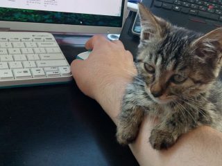 モフモフボディでなぐさめてくれる巨大な動物たちのイラストがかわいいを超えて尊い トゥギャッチ