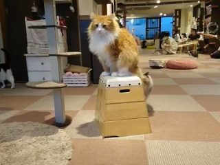 ネコのいい匂いがする部分選手権」開催!ソムリエばりの講評が秀逸