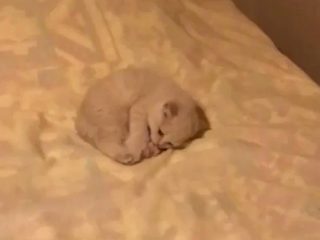 モフモフボディでなぐさめてくれる巨大な動物たちのイラストがかわいいを超えて尊い トゥギャッチ