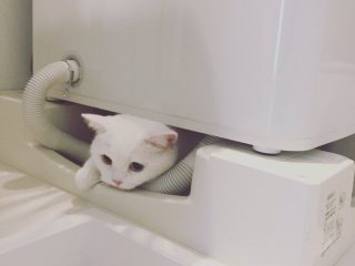 おもちゃの釣り竿を自分で操って遊んじゃう賢い猫さんの動きにびっくり Togetter