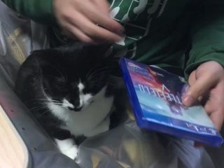 猫さんも写真で盛る時代に Snowの猫用スタンプを使ってみたらカワイさが倍増した トゥギャッチ