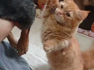 気持ちよく寝てたハスキー犬 なぜか猫さんからパンチされる かわいそうだけどかわいい トゥギャッチ