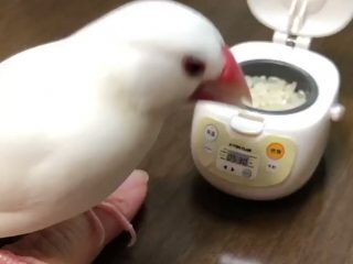 白文鳥に関連する1件の記事 トゥギャッチ