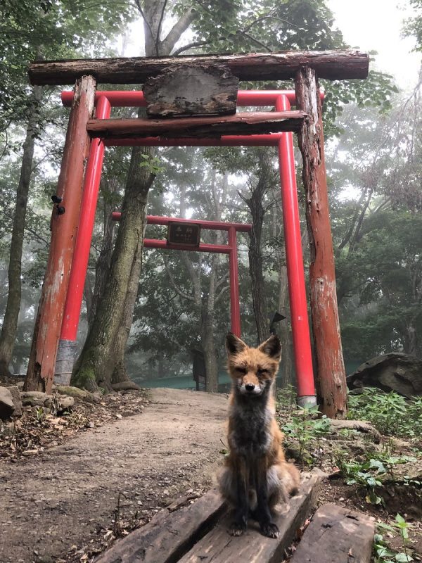 神の使いか 霧の中 鳥居の前にたたずむキツネさんの姿が神秘的 トゥギャッチ