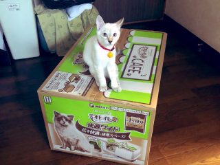 ねこも相手を見て態度を変える 夫と妻が叱ったときの比較画像が話題に トゥギャッチ