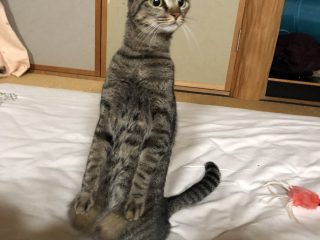 意外と努力家!? 腹筋を鍛えるねこが飼い主に目撃されるu2026 - トゥギャッチ
