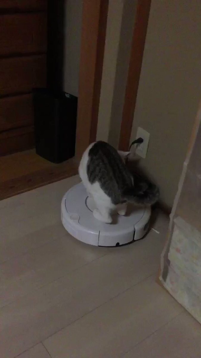 Ch Togetter Com 19 12 05 Monthly 0 9 06 05t18 43 14 09 00 Cache Togech Jp Wp Content Uploads 19 12 5decee91 Jpg ウッドデッキで 壮絶な最後をとげたカエル が力尽きていた と思ったら白菜の芯だった Ch