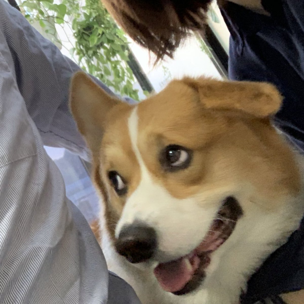 なんやこいつら 家族中から2歳の誕生日を祝われて戸惑うわんこの表情が笑えてしまう Togetter