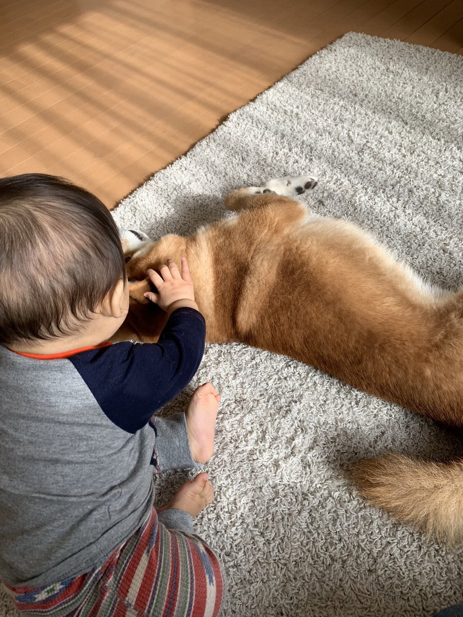 ここは譲らない 弟分の赤ちゃんにストーブの前を明け渡そうとしない柴犬の様子がほっこりする トゥギャッチ