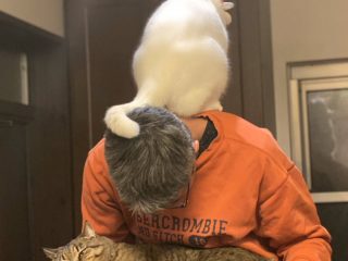 ねこがビーズクッションで戯れた結果 部屋が一面の雪景色に トゥギャッチ