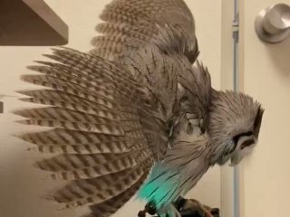 フクロウに関連する14件の記事 トゥギャッチ