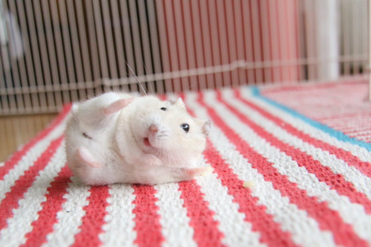 お笑い芸人顔負け ハムスターが見せた完璧なリアクション芸がすばらしい Togetter お笑い芸人顔負け ハムスターが見せた完璧なリアクション芸がすばらしい Togetter