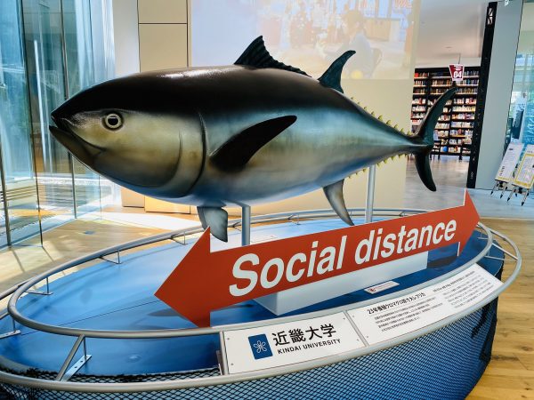 近畿大学 クロマグロの模型