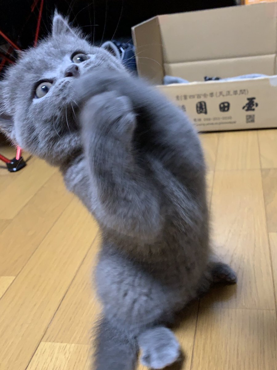 炊飯器でくつろぐ お約束 の姿を披露する猫さんが かわいすぎて癒やされる トゥギャッチ