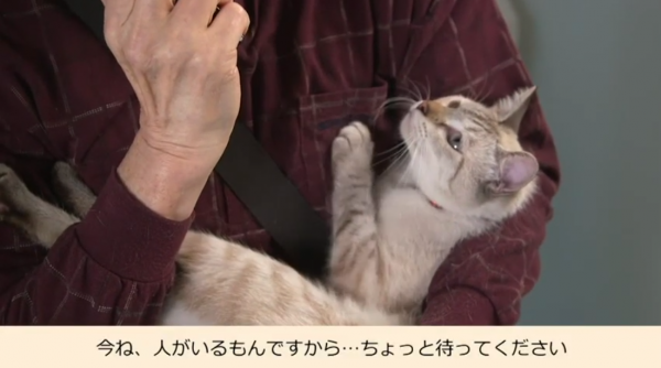 男性に抱かれてATMにやってきた猫