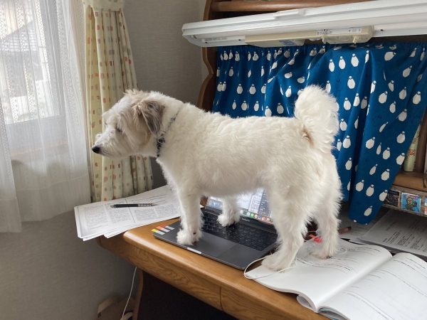 PCの上に立つ愛犬