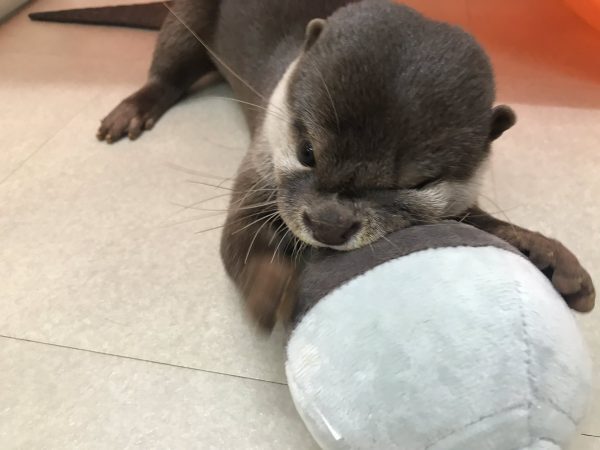 ぬいぐるみを噛むコツメカワウソ