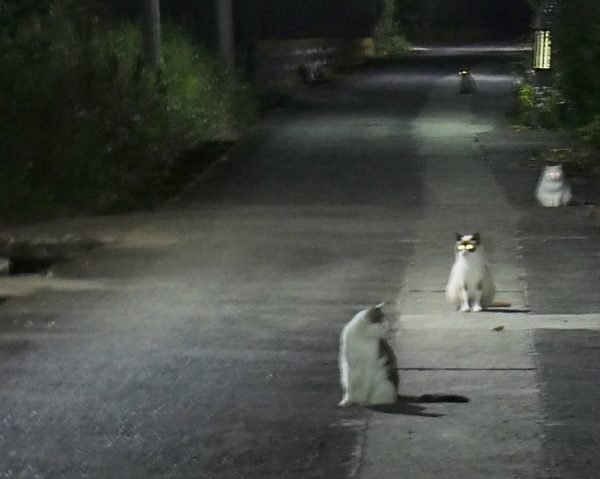 夜の猫