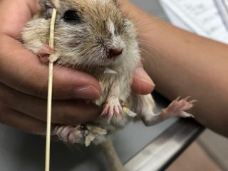 カタカナの シ と ツ などの違いを解説した図解が目からウロコ 書き分けもうまくなりそう トゥギャッチ