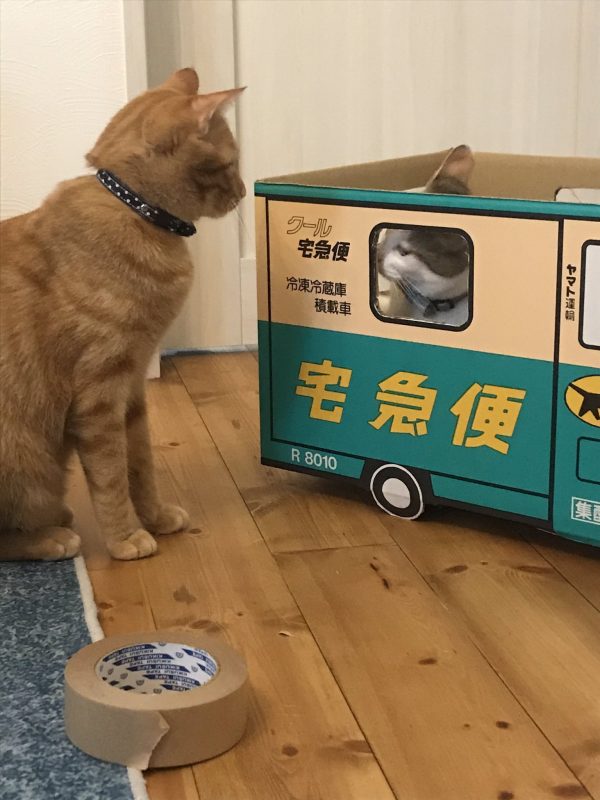 段ボールに入った猫を見守る猫