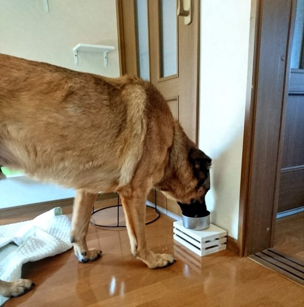 猫用の水を飲む犬