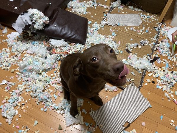 満足そうな顔の犬