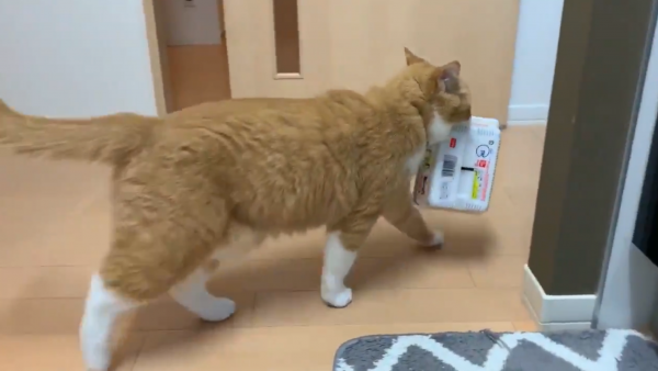 ペヤングを持ち去る猫