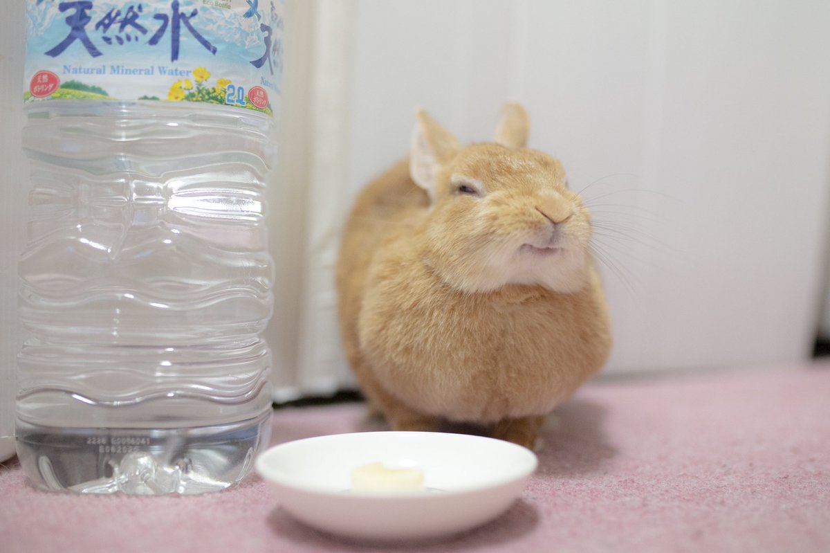 バナナを食べたあと 日本一幸せ な表情を見せるウサギさんがかわいらし過ぎる Togetter