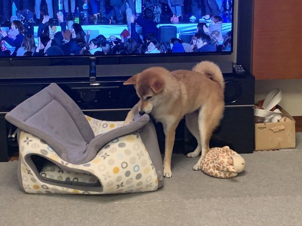 ペットハウスに興味を持つ柴犬