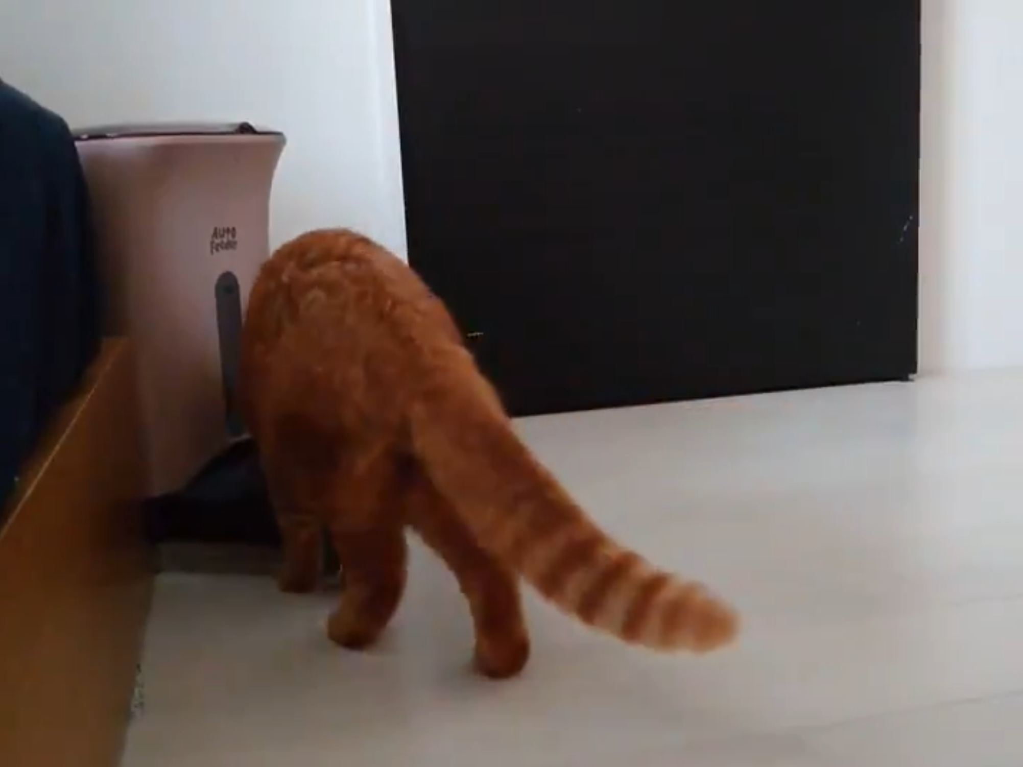 3分前からスタンバイ 自動給餌器の前で朝ごはんが出てくるのを待つ猫さんが賢い トゥギャッチ