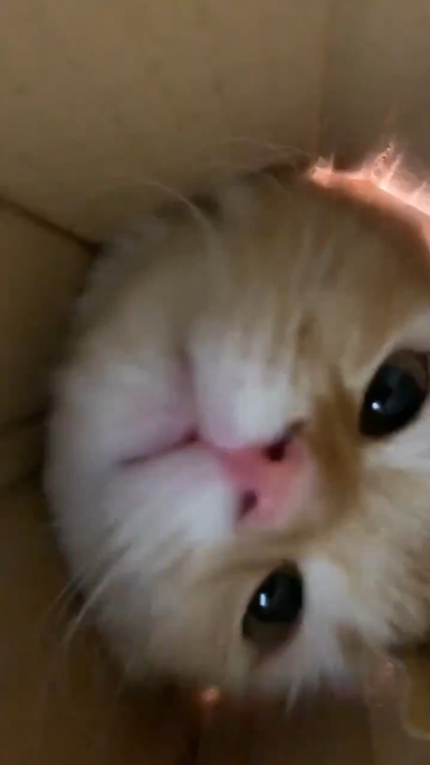 スマホにちゅ～るを塗って猫さんを撮影したら、顔がドアップで迫って 