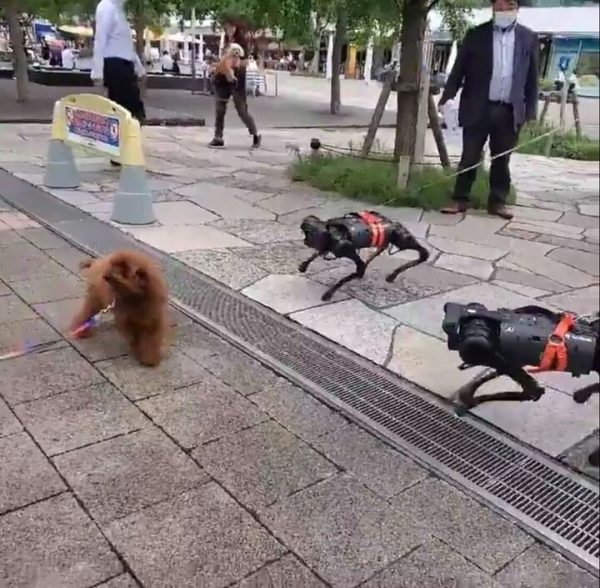 犬とロボット