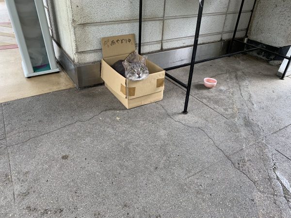 「雨やどり中」と書かれた段ボールに入った猫