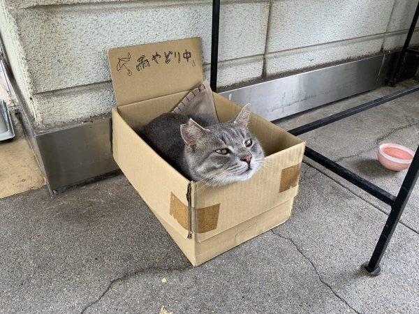 「雨やどり中」と書かれた段ボールに入った猫