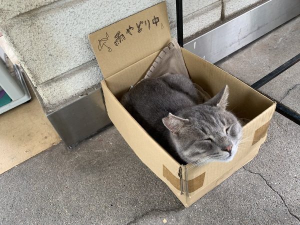 「雨やどり中」と書かれた段ボールに入った猫