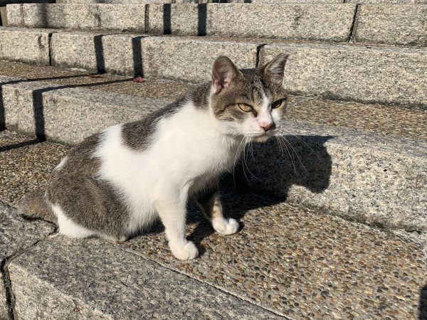 駅にやってくる猫（こんぶちゃん）