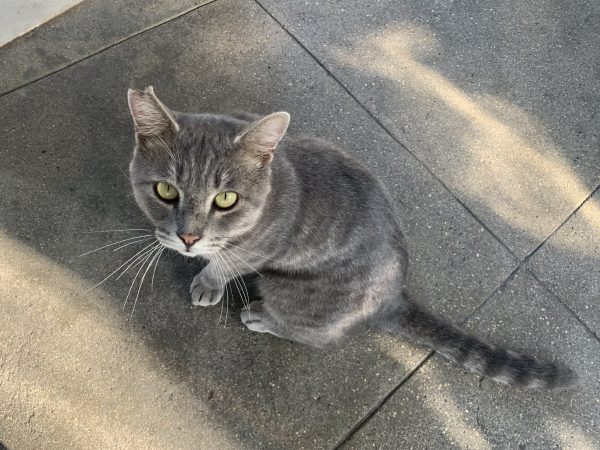 駅にやってくる猫(かつおくん)