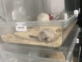 雪見だいふくになりたかったハムスターが可愛すぎる トゥギャッチ